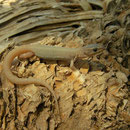Desert Night Lizard (Xantusia vigilis) juvenile
