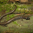 California Slender Salamander (Batrachoseps attenuatus) 