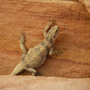 Chuckwalla (Sauromales ater)