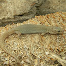 Desert Night Lizard (Xantusia vigilis) adult