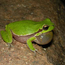 Tyrrheense boomkikker (Hyla sarda)
