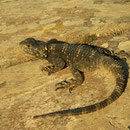 Starred Agama (Laudakia stellio)