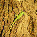 Reuzensmaragdhagedis (Lacerta trilineata)