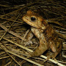 Gewone pad (Bufo bufo) mannetje op de uitkijk voor een vrouwtje.