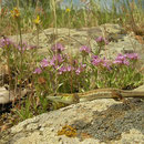 Snake-eyed Lacertid (Ophisops elegans)