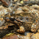 Tyrrheense schijftongkikker (Discoglossus sardus)