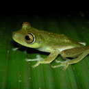 Hypsiboas nympha