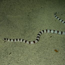 Western Shovel-nosed Snake (Chionactis occipitalis)
