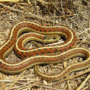 Western Terrestrial Garter Snakes (Thamnophis elegans terrestris)