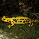 Vuursalamander (Salamandra salamandra fastuosa) drachtig vrouwtje