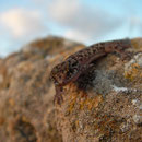 Turkish Gecko (Hemidactylus turcicus)