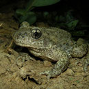 Vroedmeesterpad (Alytes obstetricans)