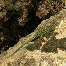 Tyrrheense muurhagedis (Podarcis tiliguerta)