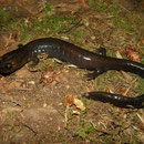 Del Norte Salamander (Plethodon elongatus)