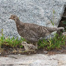 Sooty Grouse (Dendragapus fuliginosus) with chick.