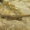 Catalonische muurhagedis (Podarcis liolepis)