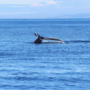 Humpback Whale (Megaptera novaeangliae)