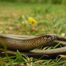 Hazelworm (Anguis fragilis)