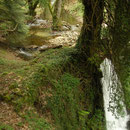 Spectacled Salamander habitat