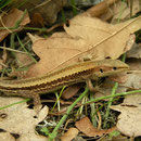 Meadow Lizard (Darevskia praticola pontica)