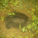Balkan Terrapin (Mauremys rivulata)