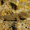 Moorish Gecko (Tarentola mauritanica)
