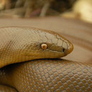 Rubber Boa (Charina bottae) close-up