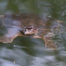 Florida Softshell (Apalone ferox) and Red-eared Slider (Trachemys scripta) showing difference in size.