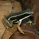 pale-striped Amazon poison frog (Ameerega hahneli)