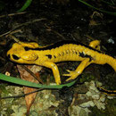 Vuursalamander (Salamandra salamandra bernardezi)