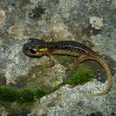 Marmaris Salamander (Lyciasalamandra flavimembris) juvenile