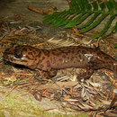 California Giant Salamander (Dicamptodon ensatus)