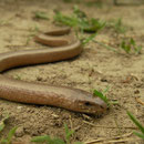 Hazelworm (Anguis fragilis)