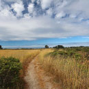 Hoping to see a Bobcat crossing the path...