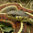 Western Terrestrial Garter Snake (Thamnophis elegans terrestris)