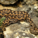 Wipneusadder (Vipera latastei) mannetje