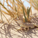 Mojave Fringe-toed Lizard (Uma scoparia)