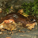 California Giant Salamander (Dicamptodon ensatus)