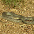 Eastern Montpellier Snake (Malpolon insignitus)