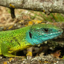 Western Green Lizard (Lacerta bilineata chloronota) 