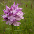Orchis tridentata