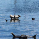 Pacific Harbor Seals (Phoca vitulina)