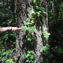 An easily overlooked plant, the poison oak is not to be messed with.