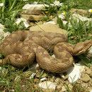 Nose-horned viper (Vipera ammodytes) without a horn