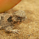 Coastal Horned Lizard (Phrynosoma blainvillii) close-up