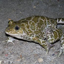 Syrische knoflookpad (Pelobates syriacus)