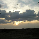 Sunset over the lake with black terns flying overhead.