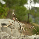 Mantis (Empusa fasciata)