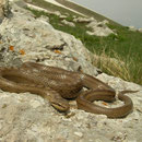 Smooth Snake (Coronella austriaca)