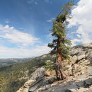 Foxtail Pine